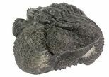 Bumpy, Enrolled Drotops Trilobite - Around #66336-4